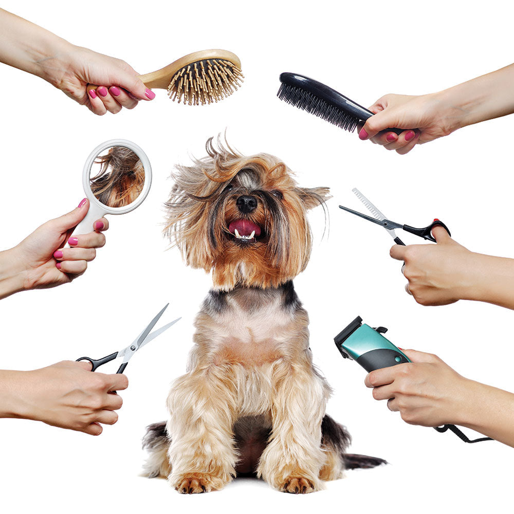 Grooming Guide for Long-Haired Dogs: Tips for Beginners