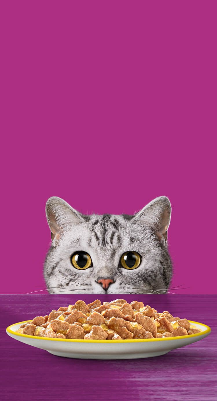 How to Choose the Right Cat Food Based on Age