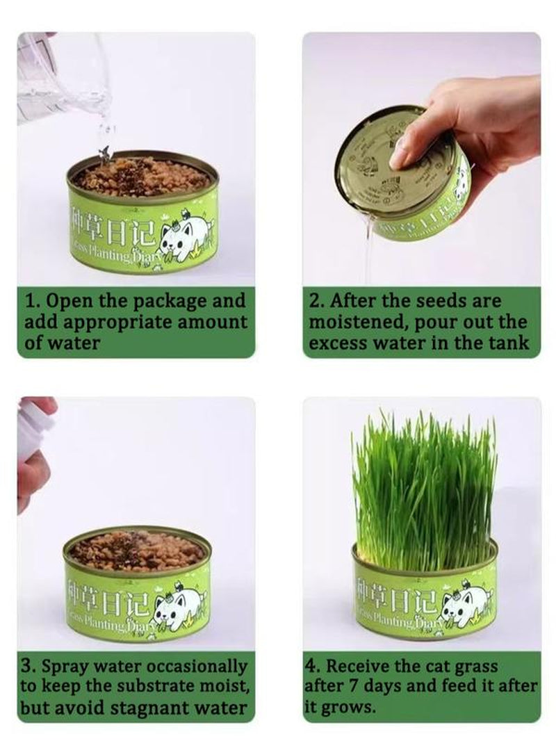 Organic Cat Grass Seeds Pack