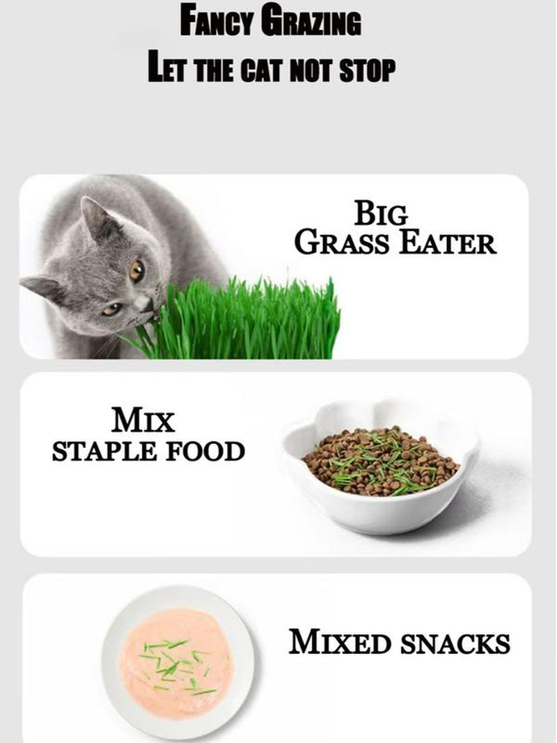 Organic Cat Grass Seeds Pack