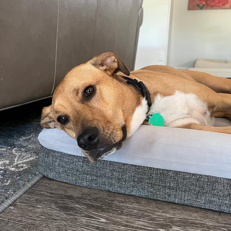 Orthopedic Memory Foam Bed for Dogs