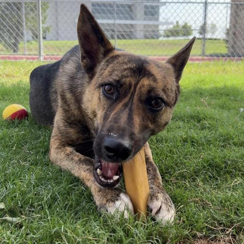 Yak Cheese Dog Chews: All-Natural Treats for Your Pup