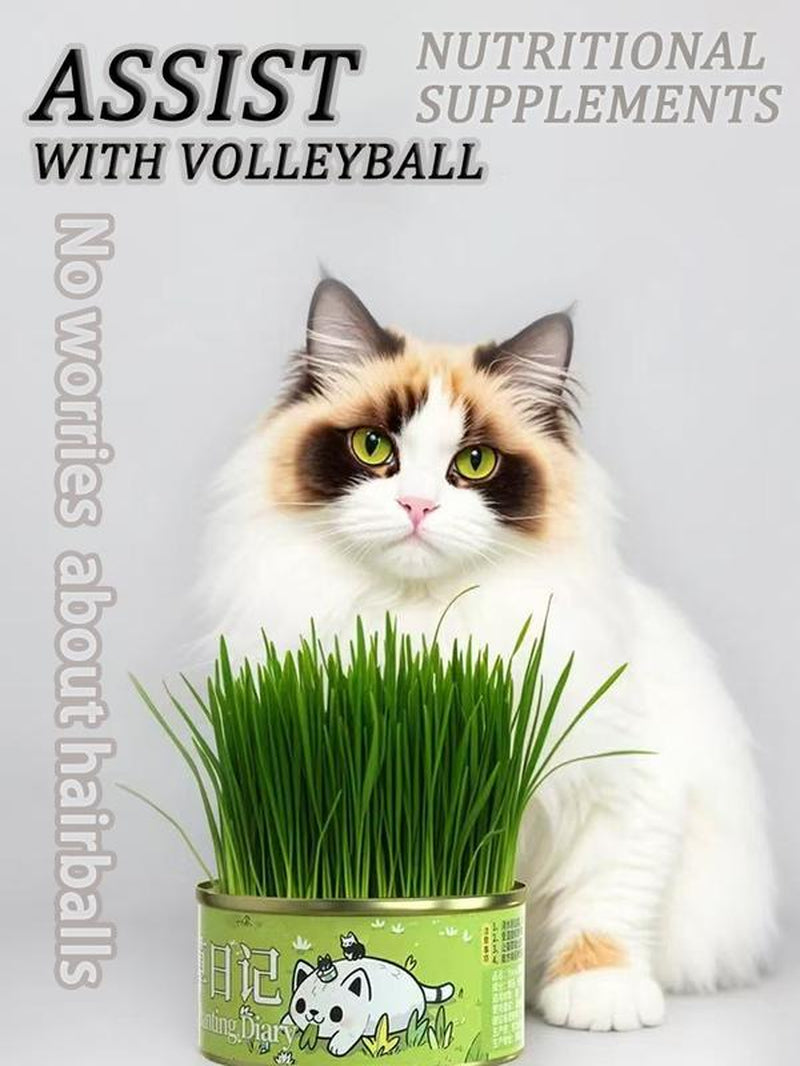 Organic Cat Grass Seeds Pack